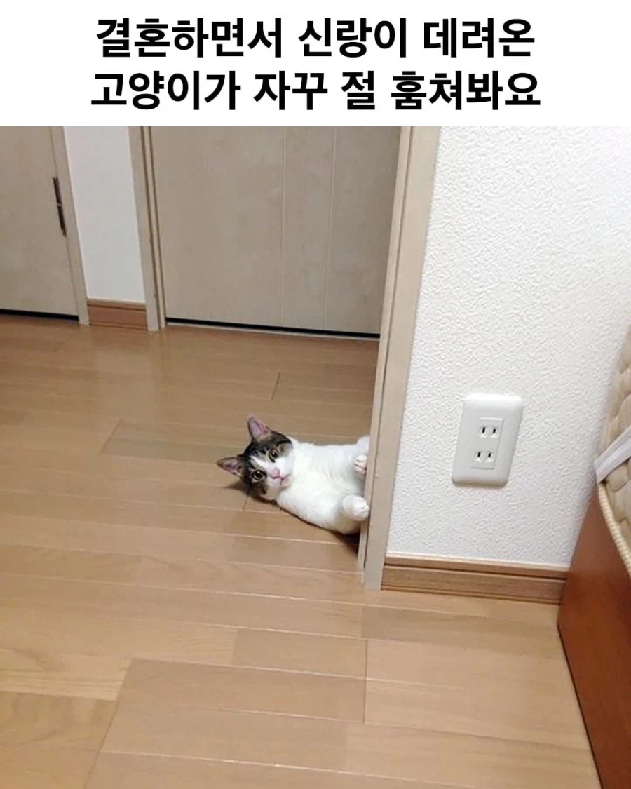 신랑이 데려온 고양이가 자꾸 절 훔쳐봐요