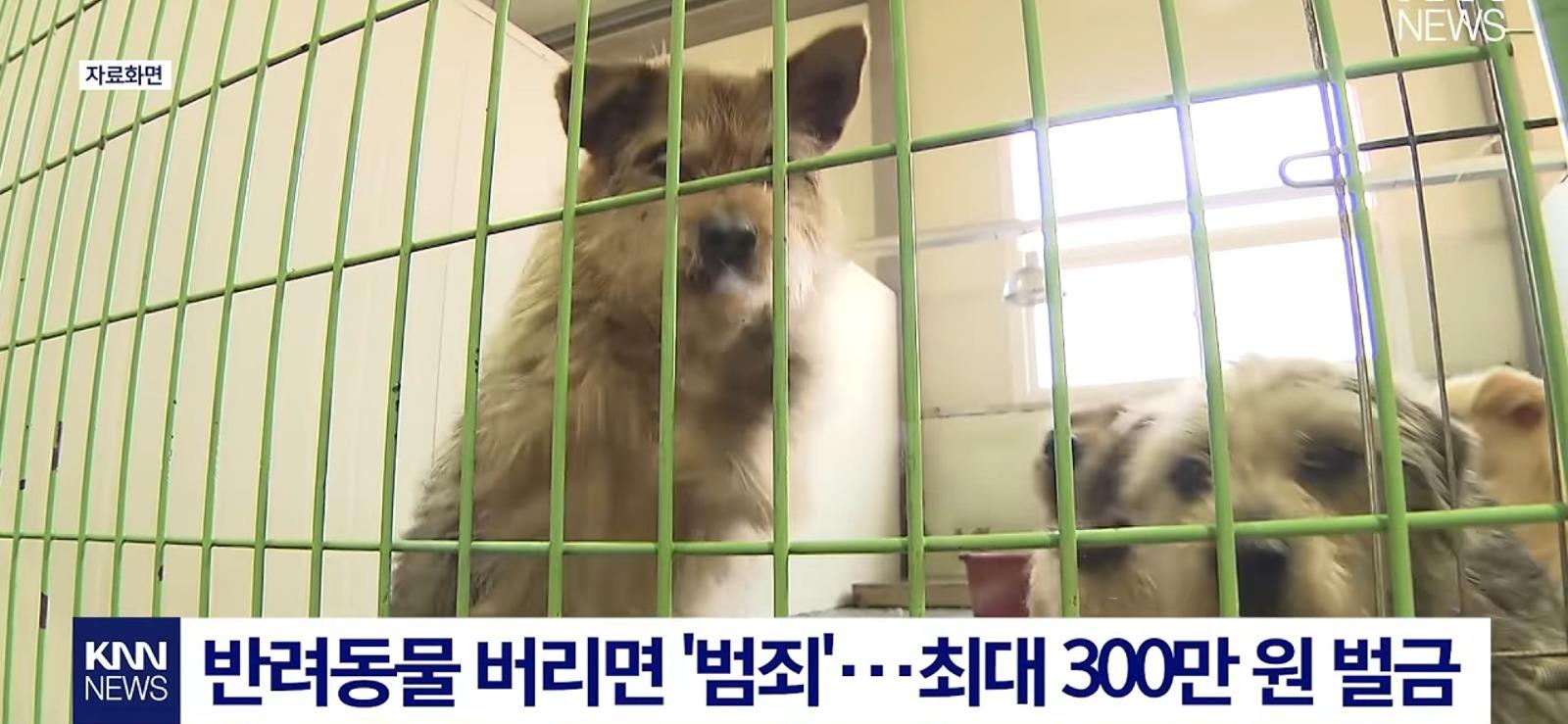 애착인형과 함께 버려진 반려견 (3)