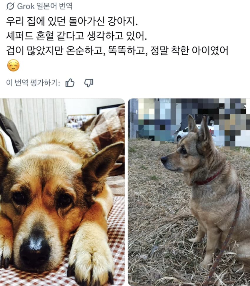 싱글벙글 너무 섞여서 잘 모르겠는 잡종견 사진집이 갖고 싶어 (27)