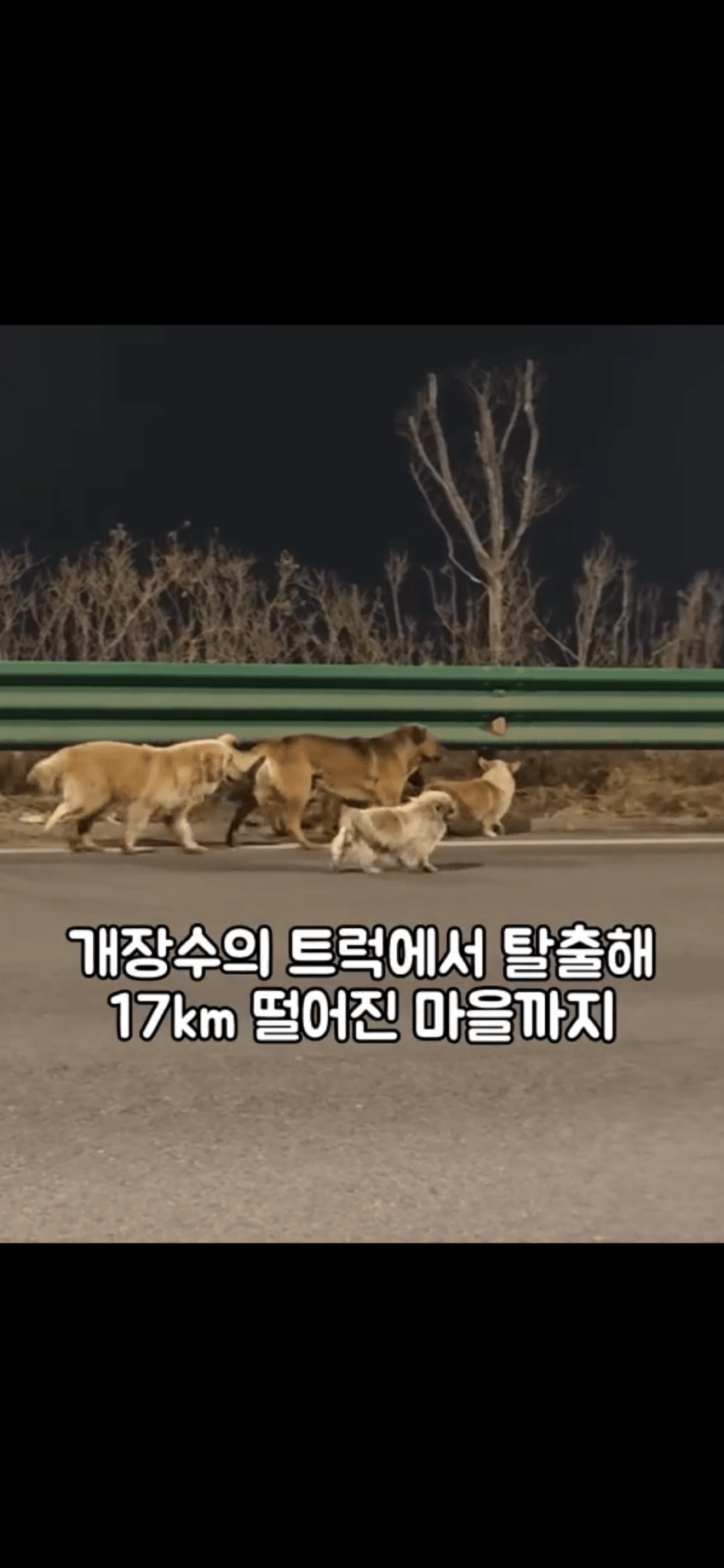 조회수 2억. 웰시코기 하드캐리. 개장수한테 도망가는개들 (12)