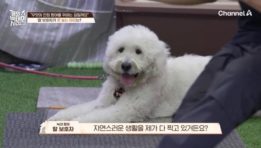 싱글벙글 반려견이 스트레스 받는데도 방송 촬영은 멈출 수 없다는 보호자 (18)