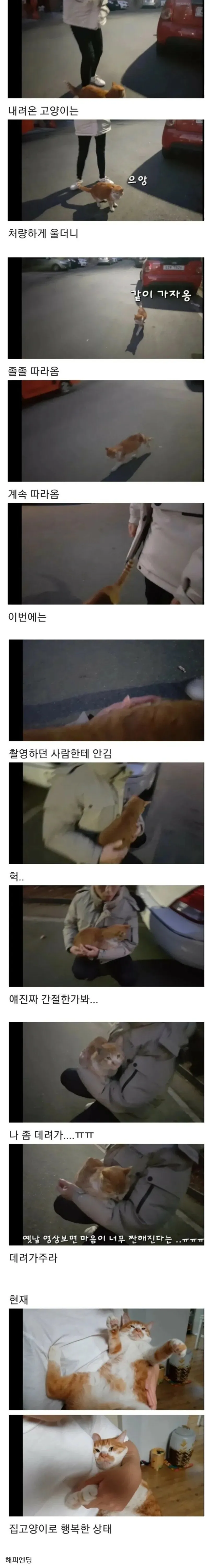 나를 키워달라는 고양이 (2)