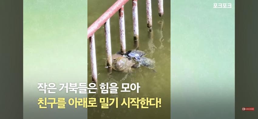 감동감동 큰 거북 곤경에 처하자 작은 거북들,얘들아 모여! (8)