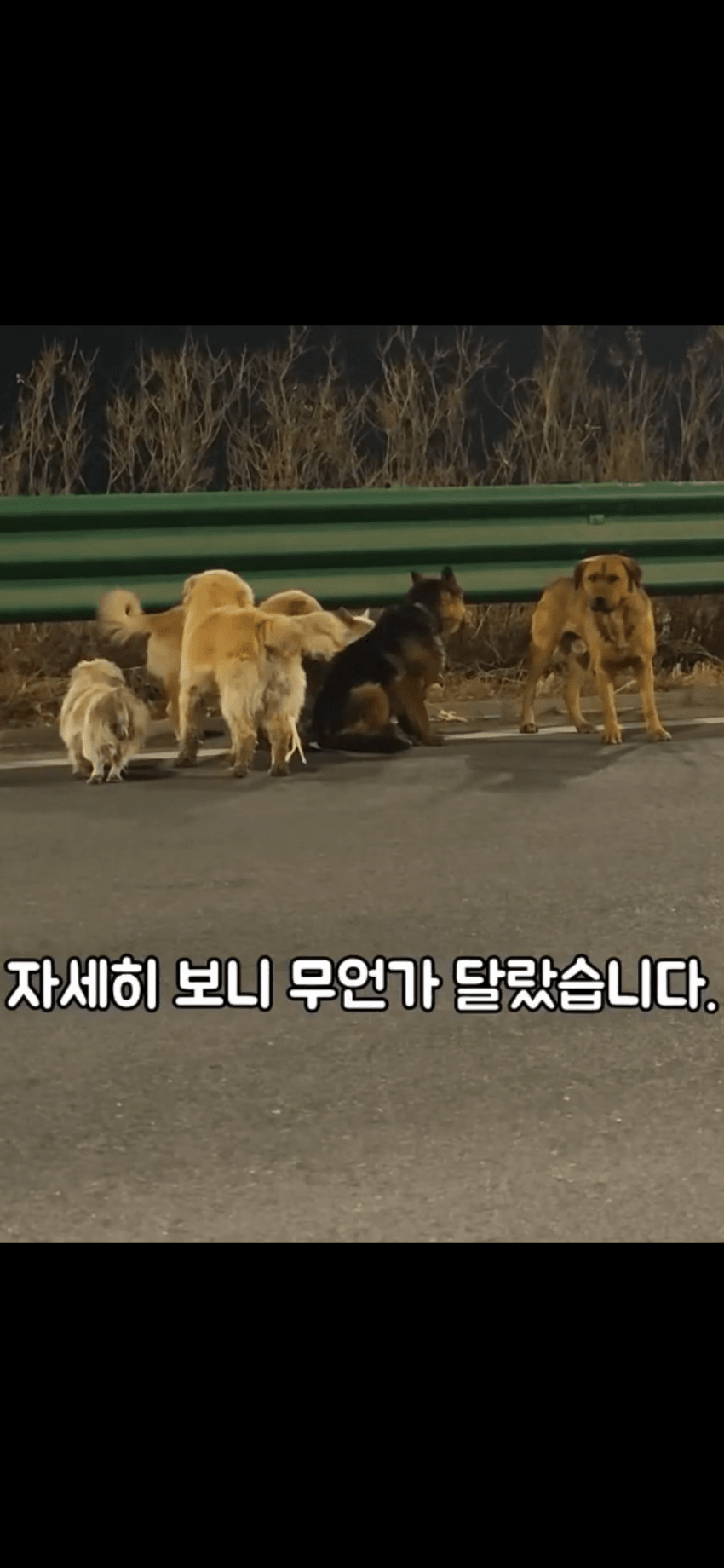 조회수 2억. 웰시코기 하드캐리. 개장수한테 도망가는개들 (4)