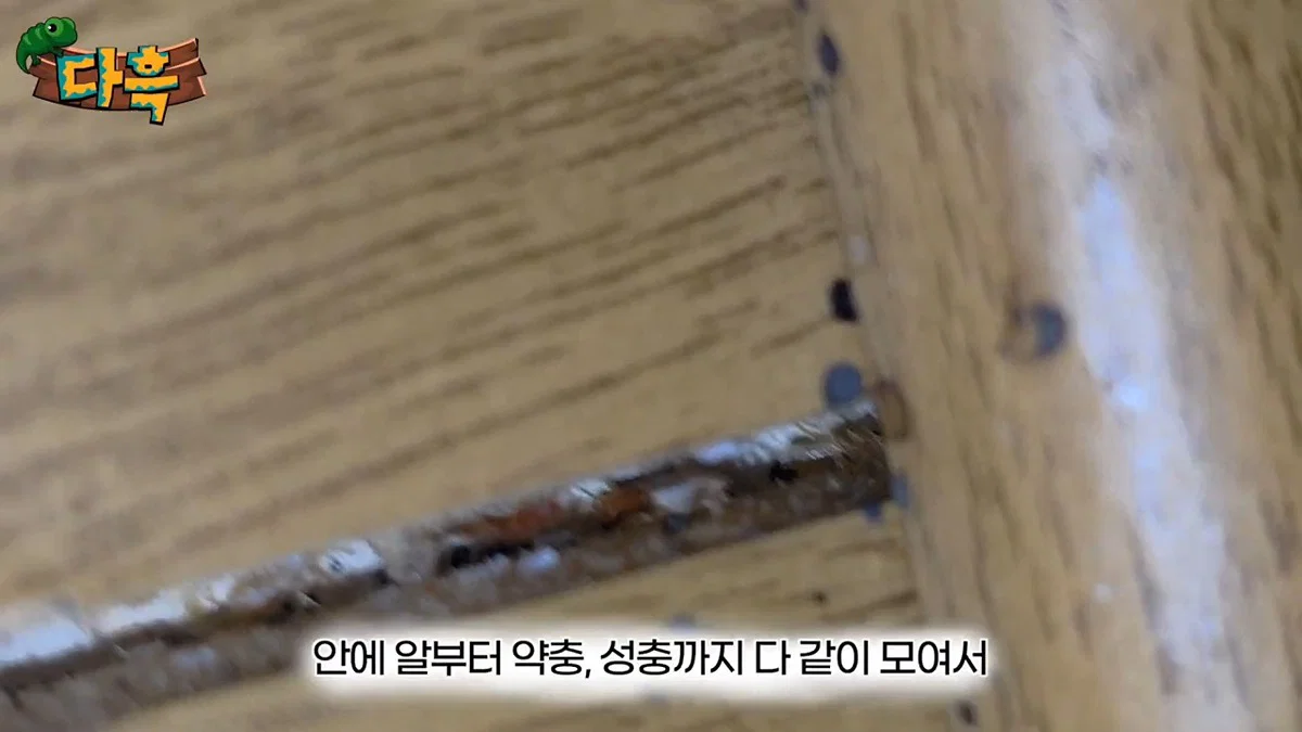 부산 찜질방 빈대 이슈 업로드한 유튜버 다흑... (34)