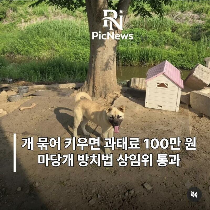 마당개 옴짝달싹 힘든 '1m 목줄' 묶어 방치땐 100만원 과태료 추진