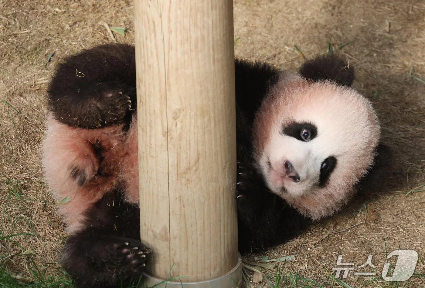 혼자서도 잘 노는 막둥이 슈바오🐼🩵 (5)