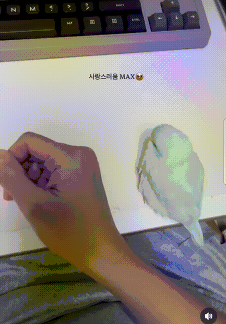 02.gif