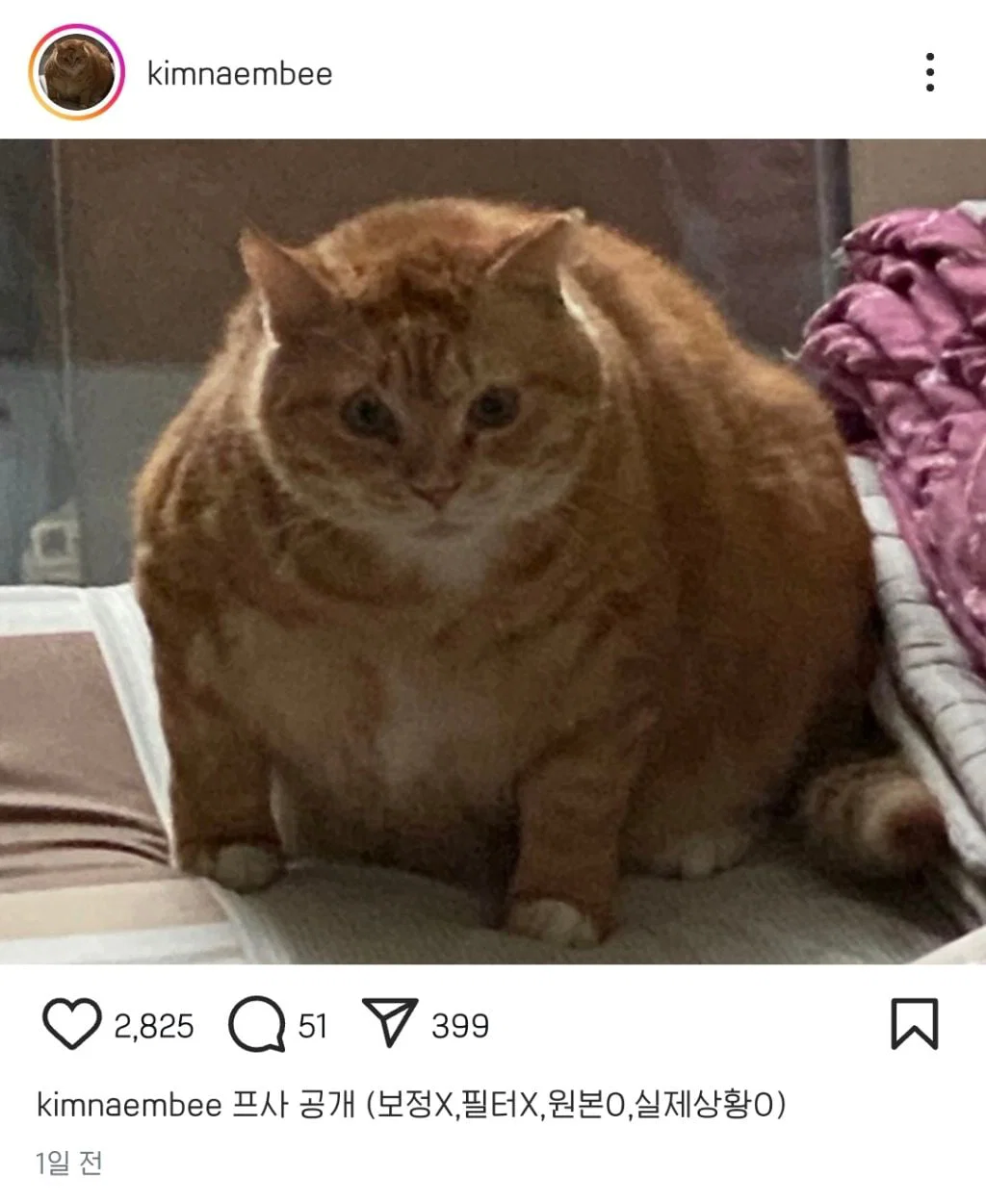 egPalb