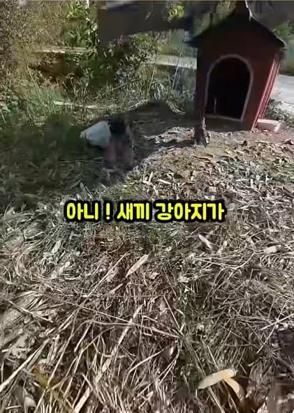조회수1500만 견주 허락 없이 1개월 아기 강아지 그늘막 설치 사연,
