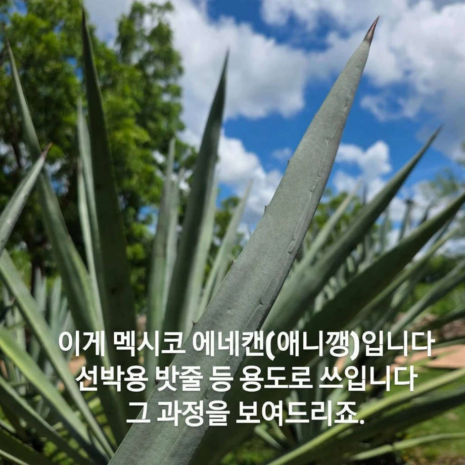 우리 선조들이 멕시코에 가서 한 일