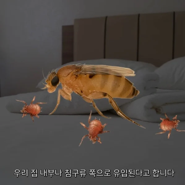 벼룩파리의 불편한 진실 (6)