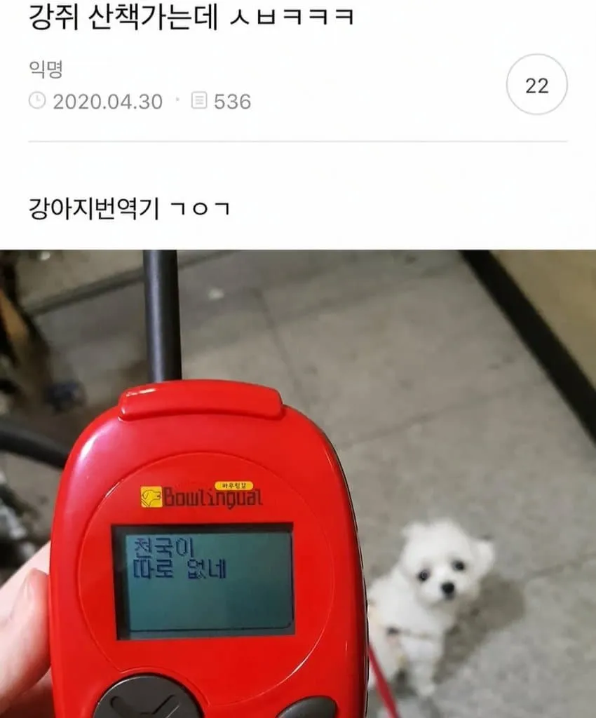 싱글벙글 강아지어 번역