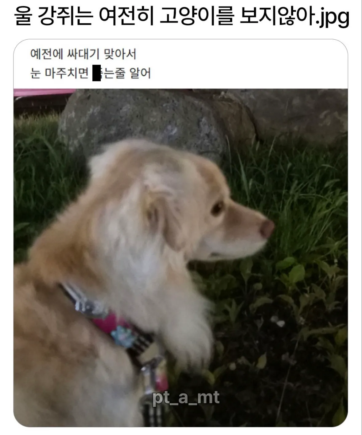 울 강쥐는 여전히 고양이를 보지 않아