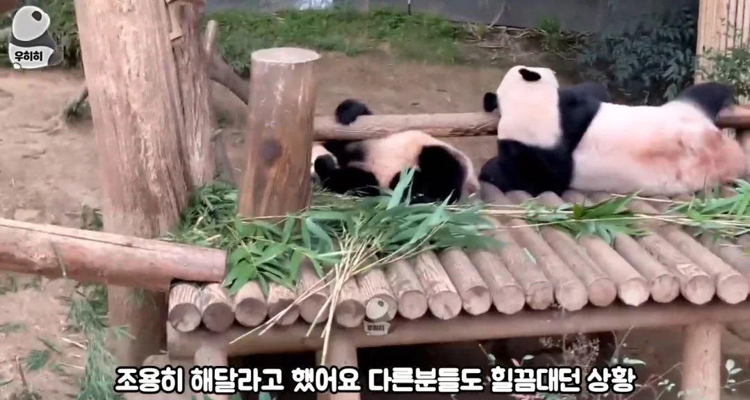 의외로 판다월드가면 이런 막말하는 관람객많음 (7)