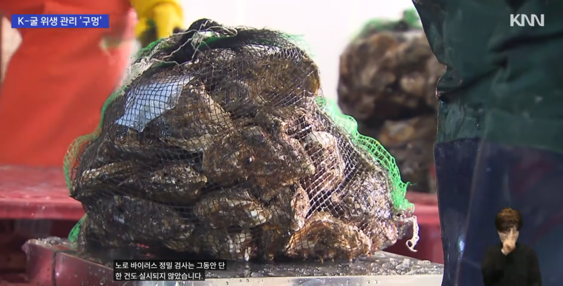 현재 심각하다는 굴 전량 폐기 사태 (2)