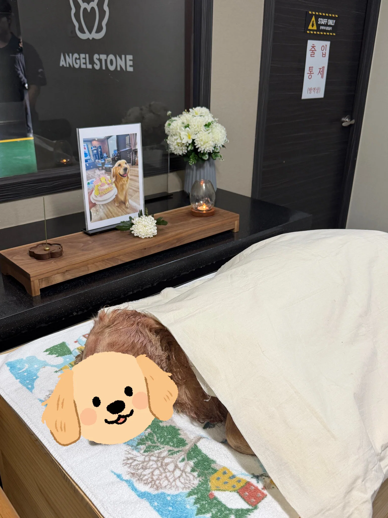 대한항공 화물칸에서 죽어서 돌아온 반려견 (5)