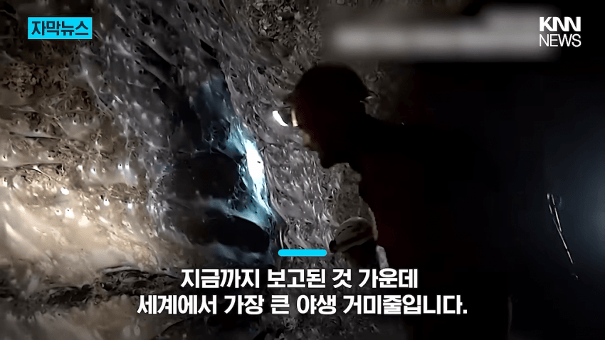 경악 세상에서 제일 큰 거미줄 발견 (6)