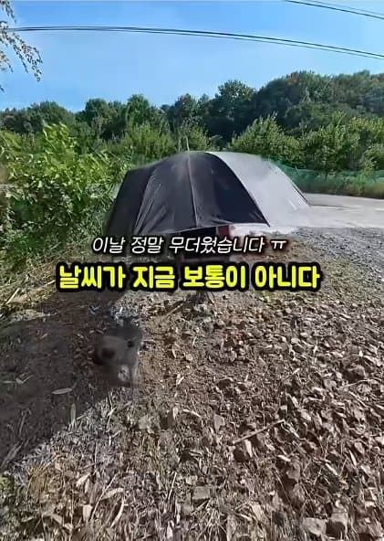 조회수1500만 견주 허락 없이 1개월 아기 강아지 그늘막 설치 사연, (22)