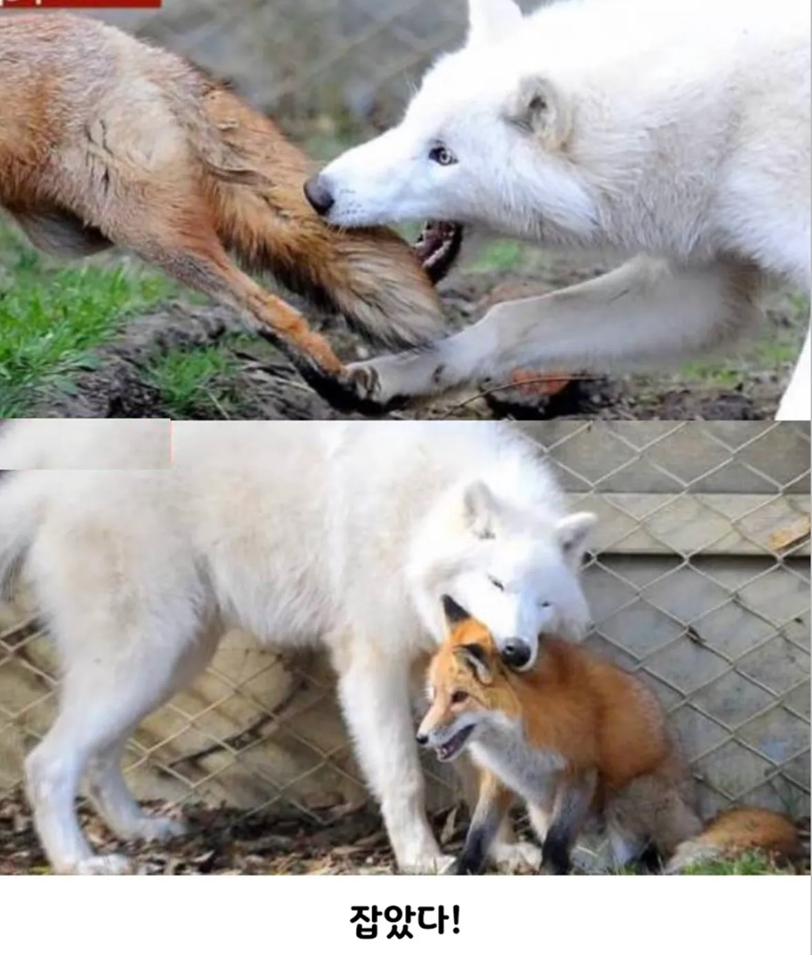 나 잡아 봐라 까르륵~