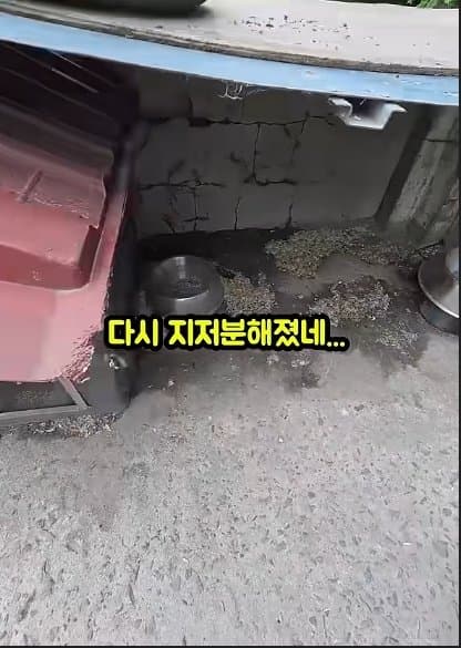 평생 목욕 한번 안 해본 차고지 지킴이 2살 한성이의 생애 첫 목욕대작전 (8)