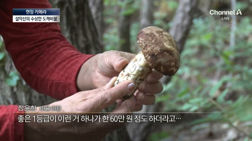 채널a) 송이버섯 1kg에 160만원...밤낮 추격전 (3)
