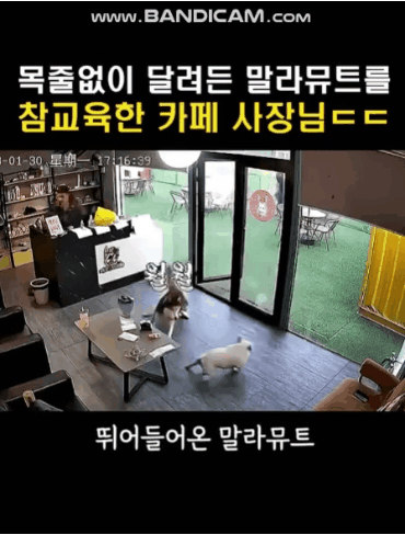 목줄 없이 달려든 개를 던져 버리는 애견카페 사장님