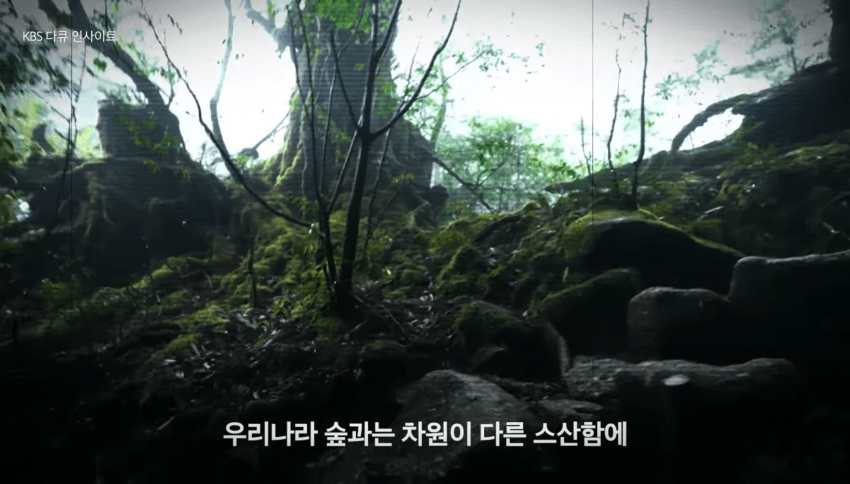 깜짝 .. 일본숲이 유독 무서운 이유 ㄹㅇ . (6)