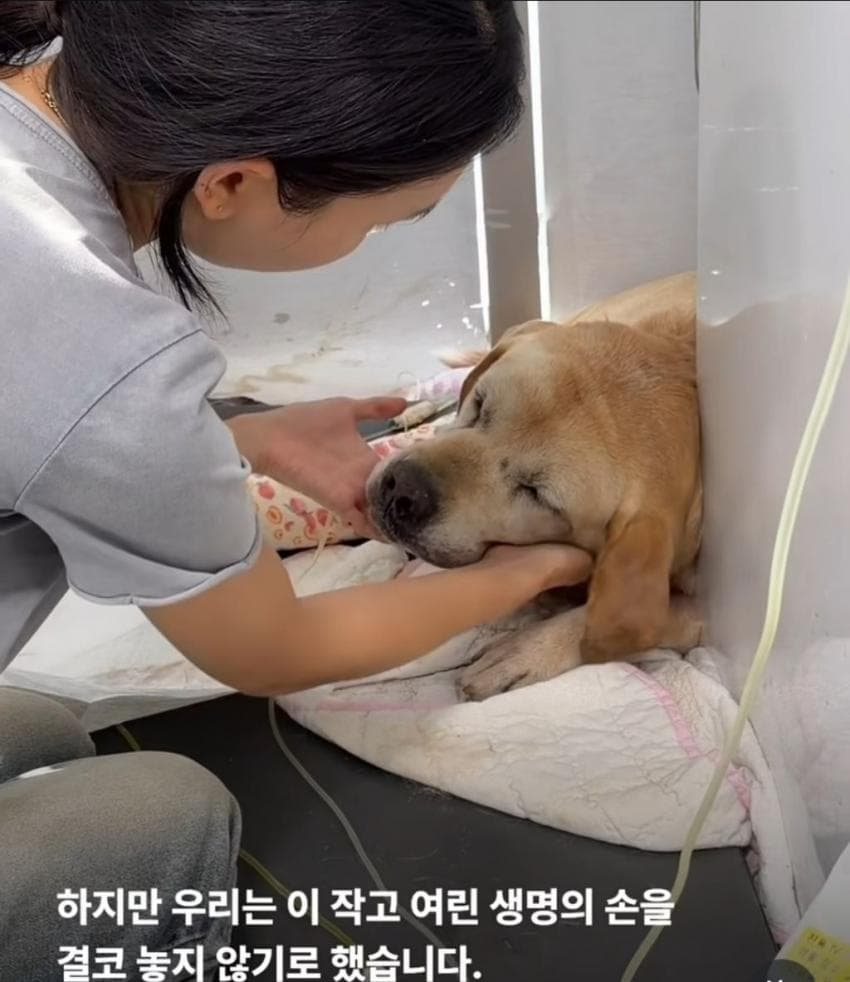 싱글벙글 7시간동안 수로에 빠져 가만히 있던 리트리버 근황 (8)