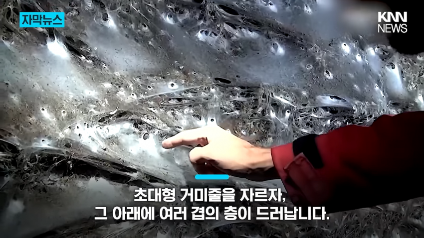 경악 세상에서 제일 큰 거미줄 발견 (4)
