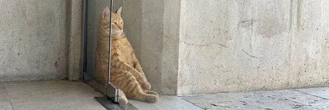 이상한 자세로 자는 고양이
