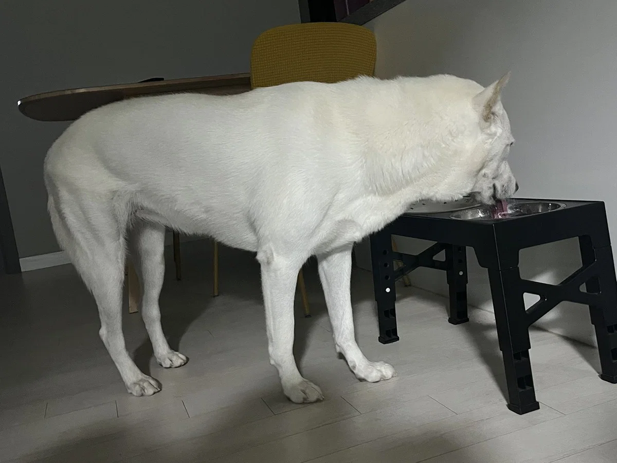 진돗개로 알고 키웠는데 대형견으로 커서 확인해보니 풍산개였음