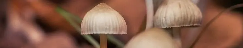 말기 중증 치매 환자에게 독버섯 1회 투약후 모든 기능 정상으로 회복 (2)