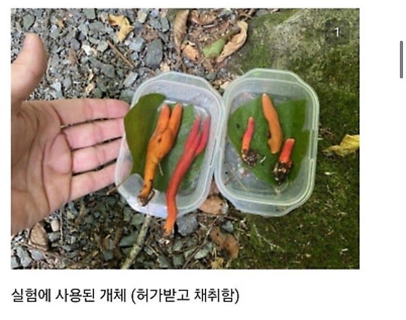 붉은사슴뿔버섯을 본인 몸에 실험한 일본인 (2)