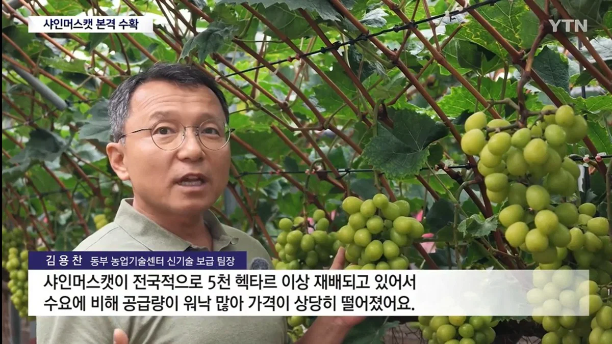 지금 샤인머스켓 가격 개박살났으니까 샤인머스캣 사러가 (2)