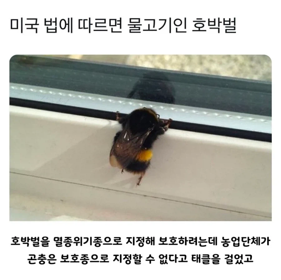 미국서 물고기로 취급되는 호박벌
