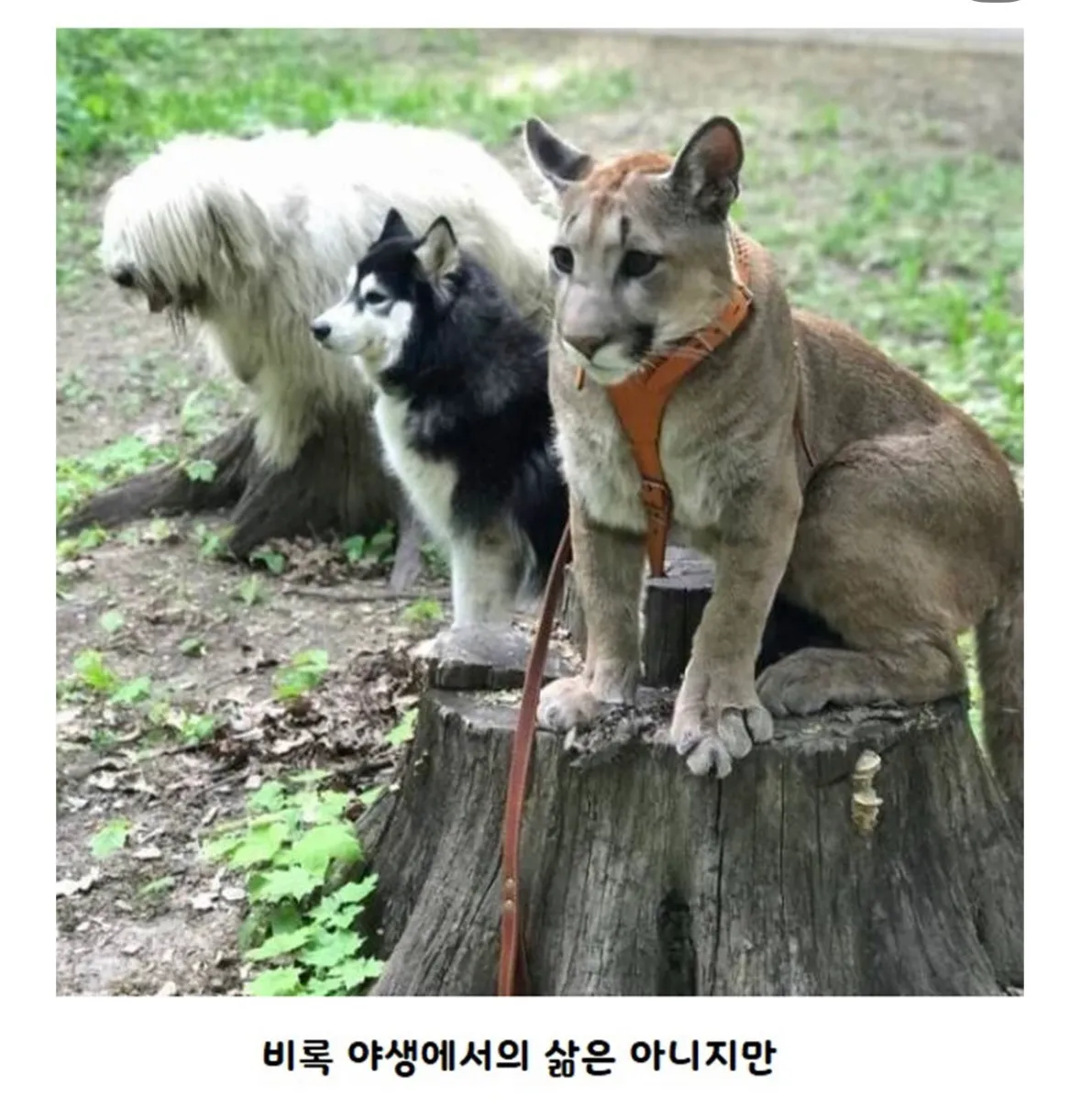 갈 곳 없는 퓨마를 키우게 된 부부