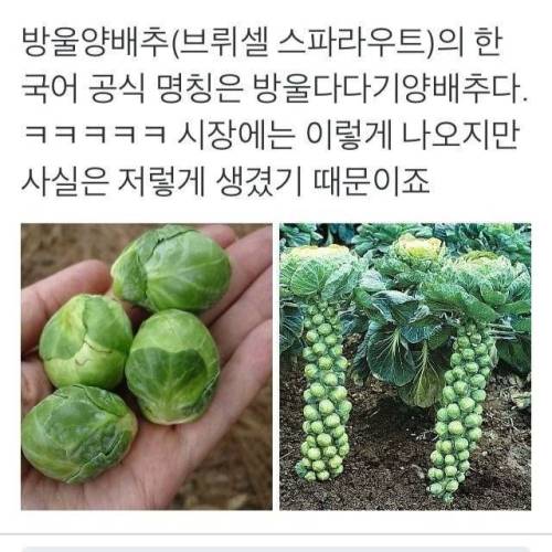 충격적인 방울양배추의 비밀
