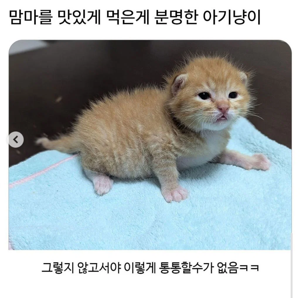 맘마를 맛있게 먹은게 분명한 아기냥이