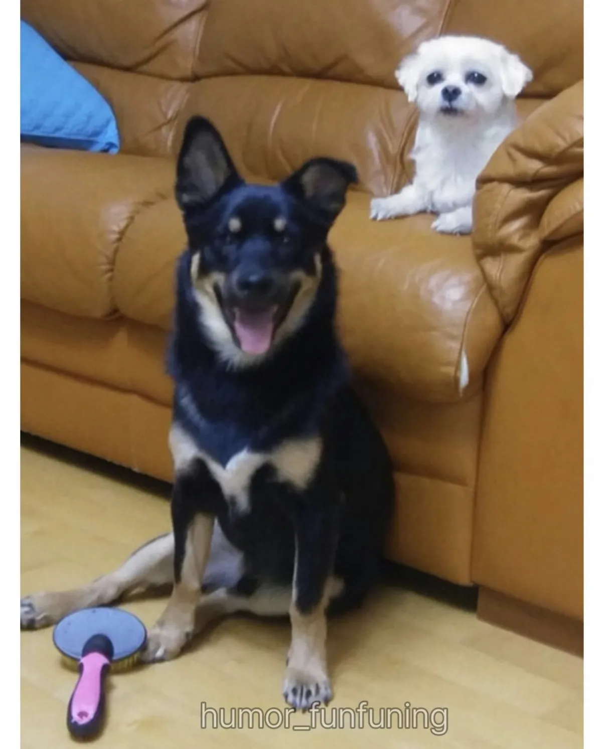 개 분양 사기당한 멍갤러 (2)