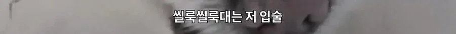 기안84 : 저희 개는 물어요
