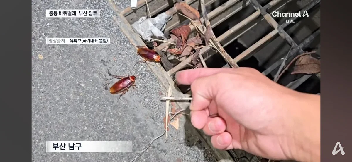 (바퀴사진주의) 어쩌다보니 한국 바퀴벌레를 응원하게 생긴 현재 부산 상황. (3)