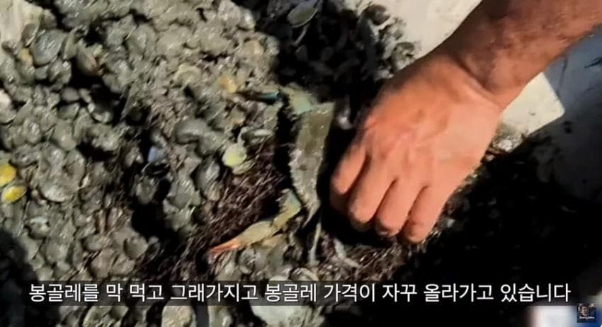 싱글벙글 이탈리아에서 청게(블루크랩) 가격 (4)