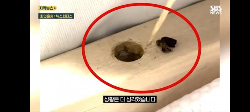 보관이사 맡겼다가 곰팡이, 벌레로 가구 다 망가진 제보자 (17)