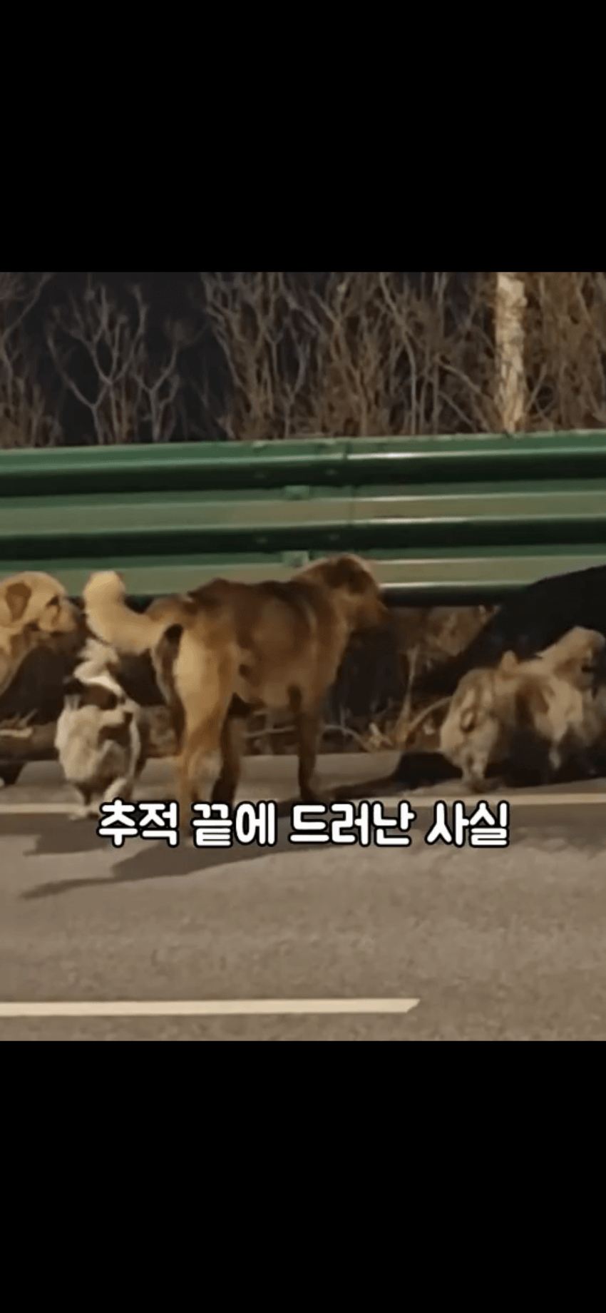 조회수 2억. 웰시코기 하드캐리. 개장수한테 도망가는개들 (10)