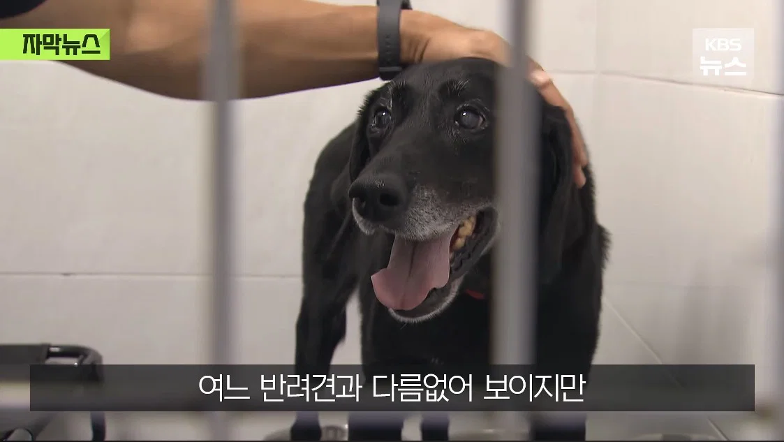 저도 국가 위해 일했어요..은퇴 후 갈곳 잃은 군견