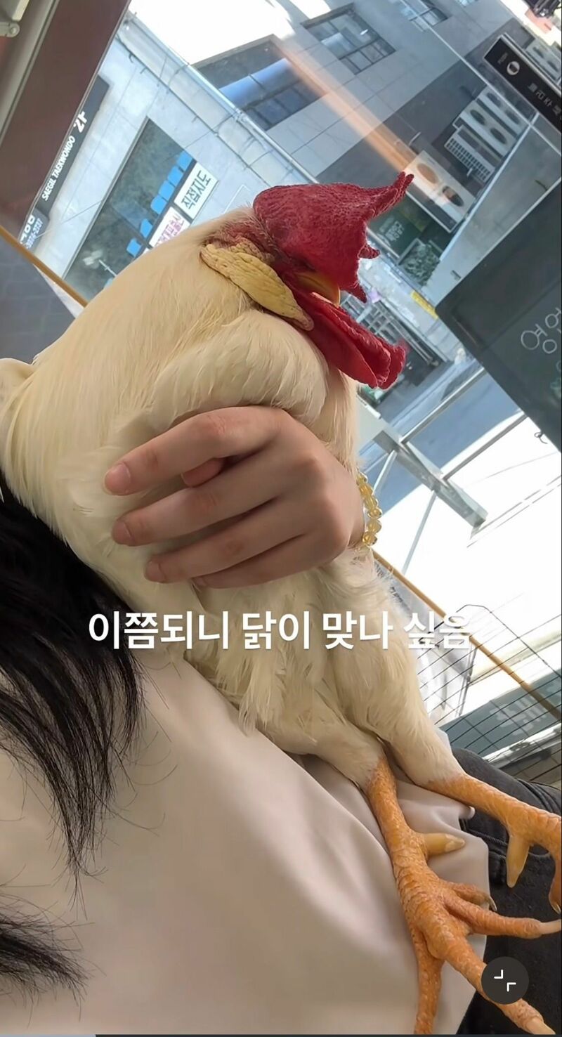 반려닭의 일상