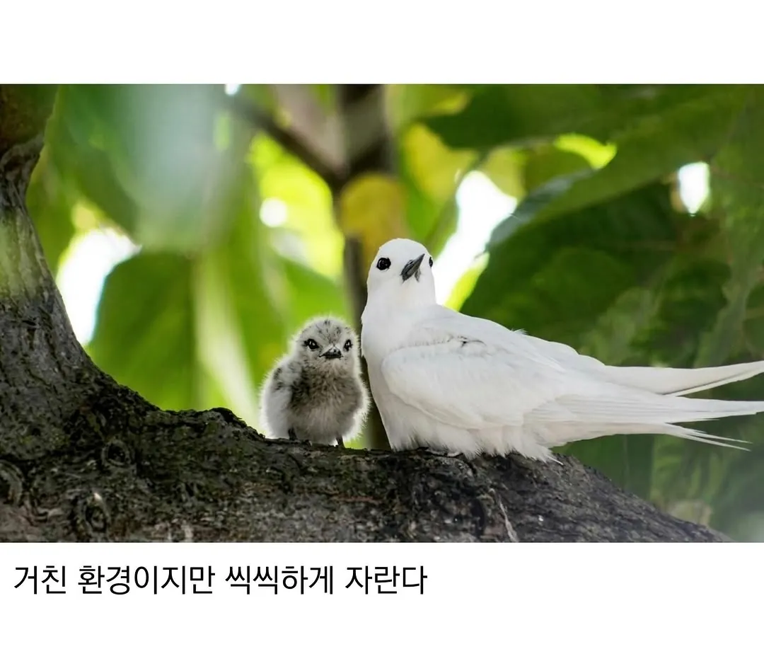 태어난 김에 대충 사는 새 (5)