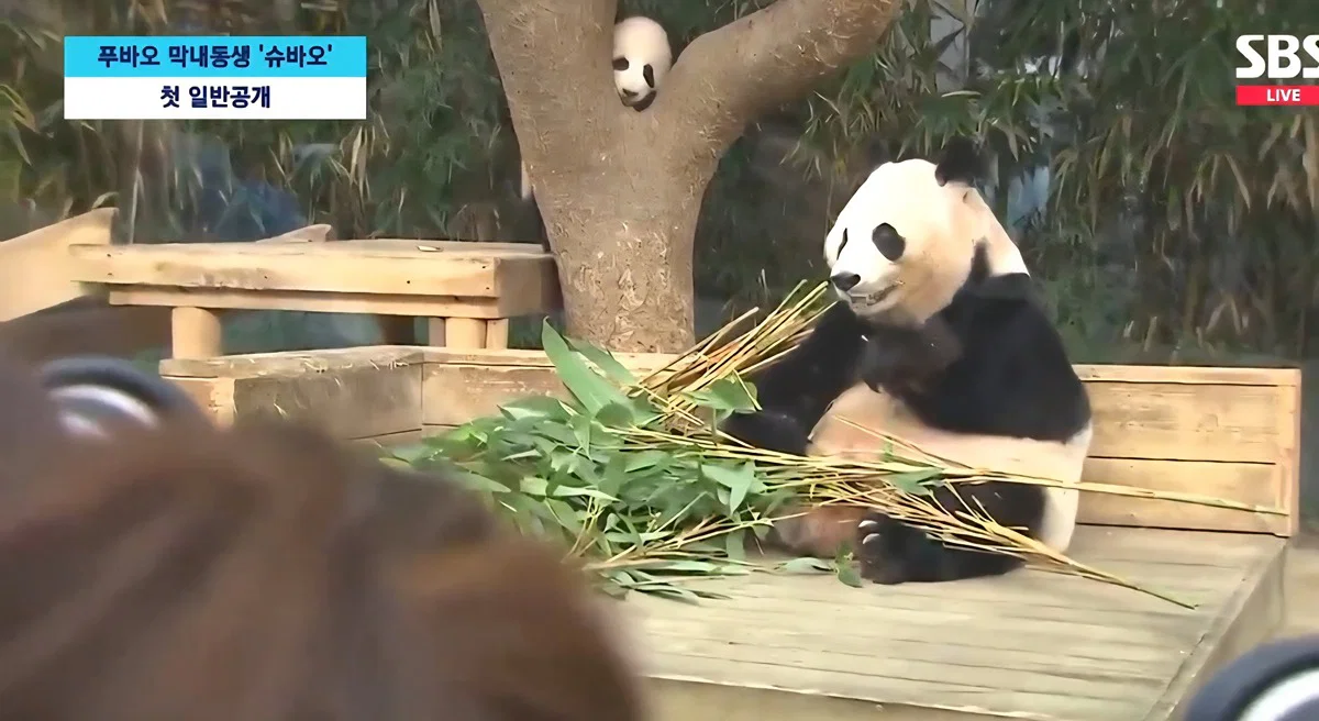오늘 정식 데뷔한 슈바오🐼🩵 (9)