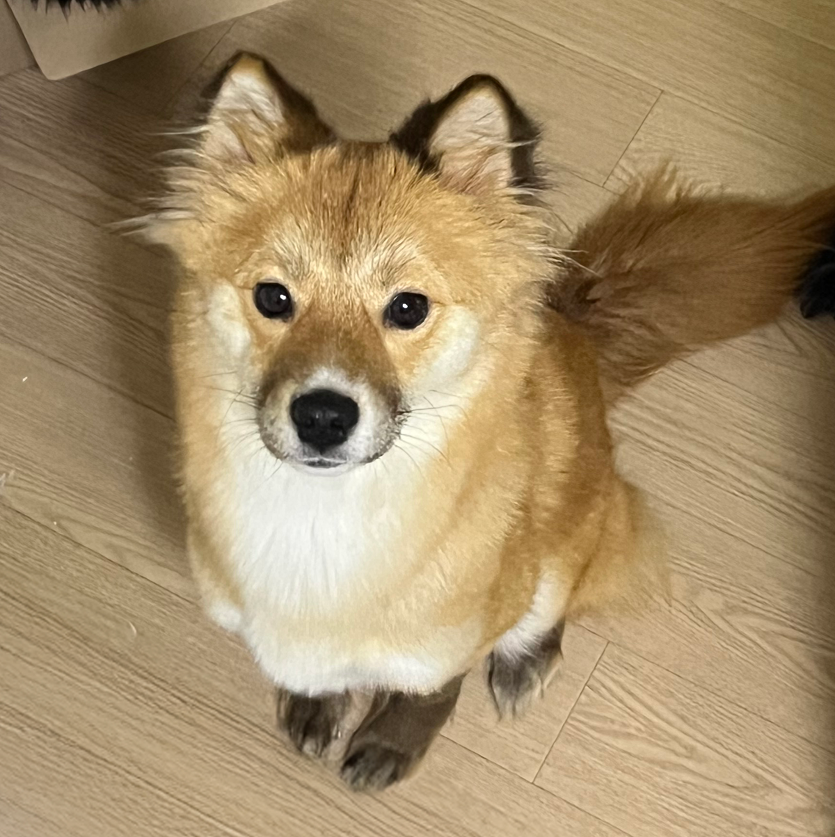 똥개 이름 추천해줘